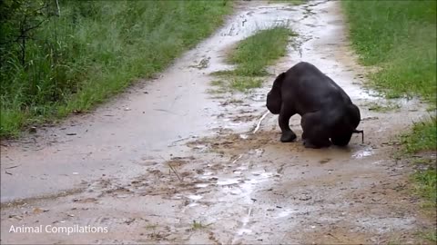 Baby elephant playing