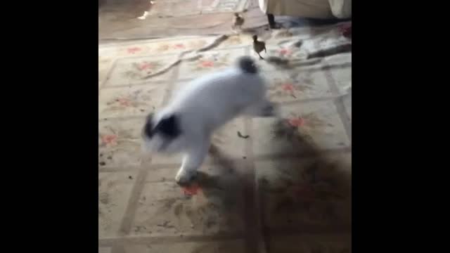 Gif video of ducklings chasing a cat