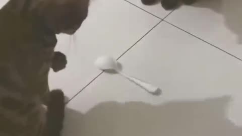 Funny Animals Video