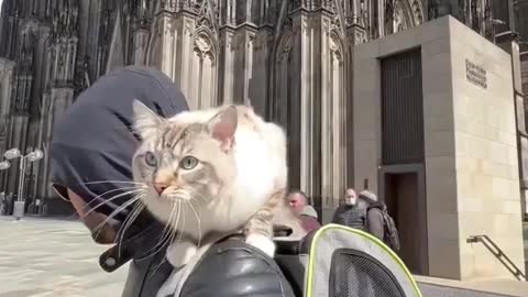 Going where the wind blows💨🐾