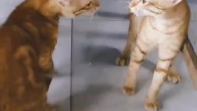 Funny cats fighting