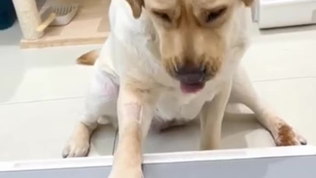 6.watch till end 🤣🤣🤣 from tiktok @alansa0009 #shorts