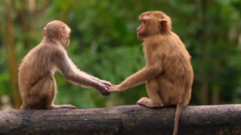 So Funny 🐵🐒FUNNIEST MONKEY CUTE AND FUNNY MONKEY VIDEOS🐵🤣