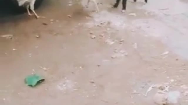 Chicken Vs Dog Fight