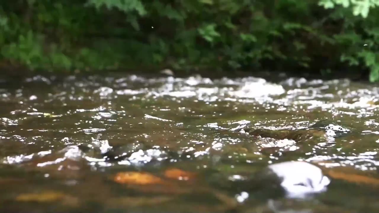 Sound of Birds Chirping, and Mountain Rivers for Deep Sleep, Meditation, Healing, and Stress Release