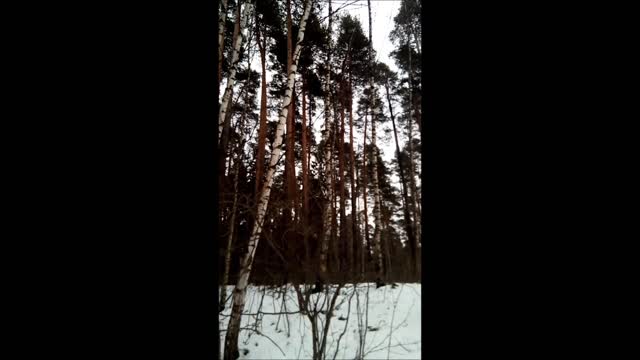 forest in winter