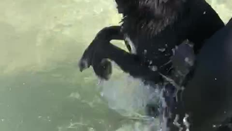 dog swim