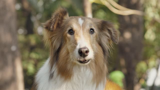 Dog licking nose