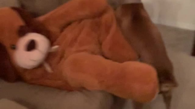 Happy Boxer Plays with Giant Stuffed Dog