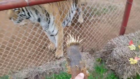 Animals rope pulling with tiger...