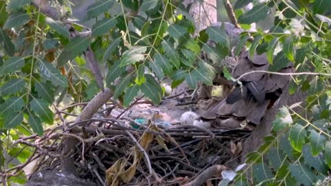 Eagles share a meal while they guard their eggs in