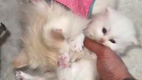 Kitten Meowing |Cat Sound| Cute Cat Videos #shorts #cat #puppy #catlover #catfunnyshorts #luca #cute