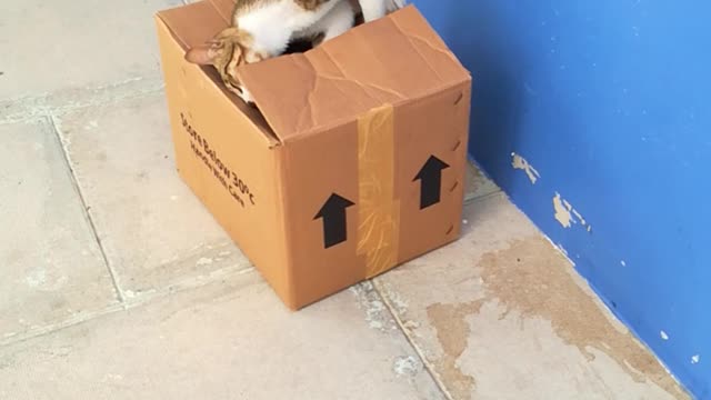 cat playing with cartoon box