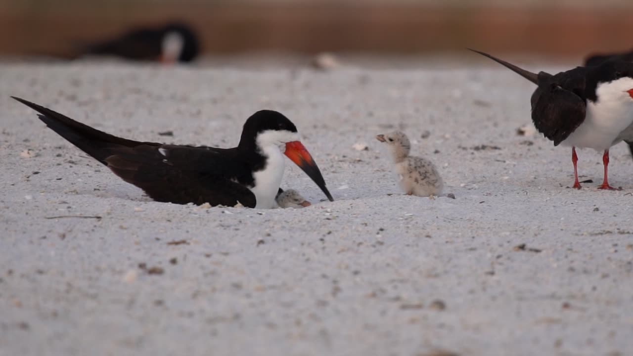 Beach Nesting Birds - Black Skimmers