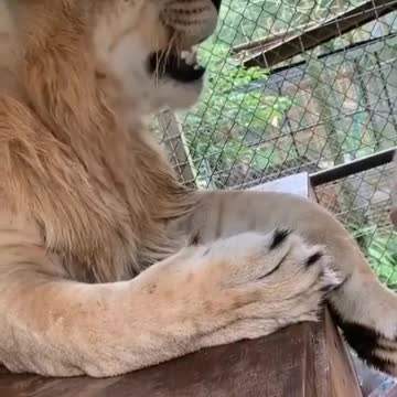 a lion who understands human language