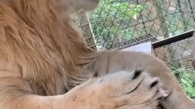 a lion who understands human language