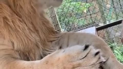 a lion who understands human language