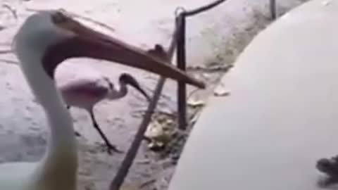 Funny Bird Attacks 2021 - Be careful when you play with them