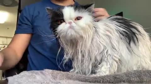 PERSIAN CAT GROOMING.