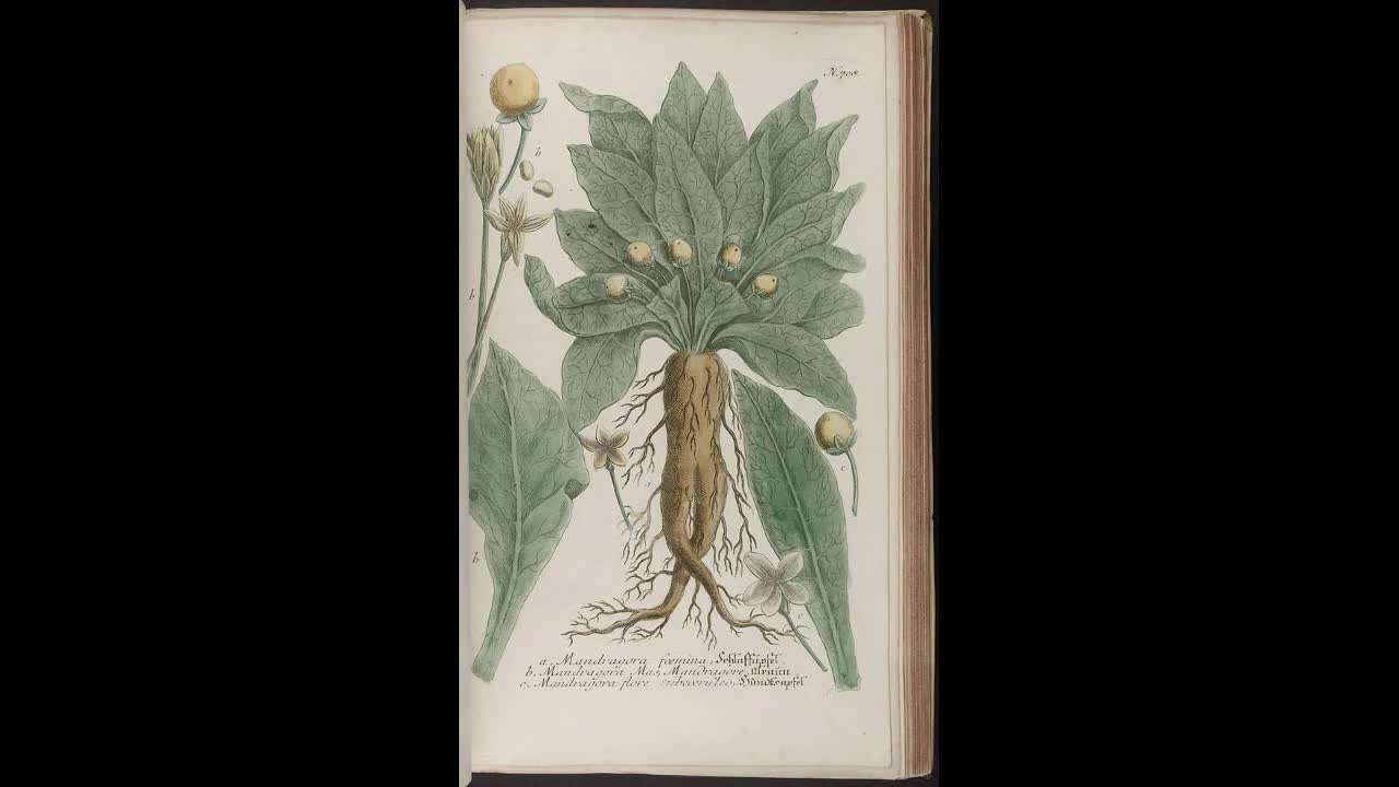 Mandrake- Henbane and Belladonna History