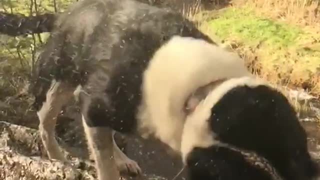 Black dog shaking water off in slo mo