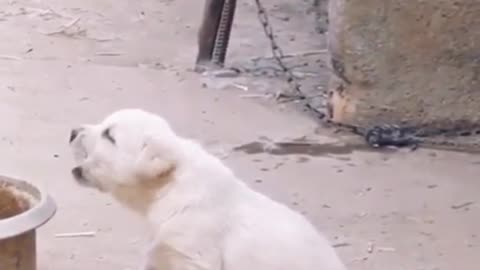 Cute babay dog learn to bark