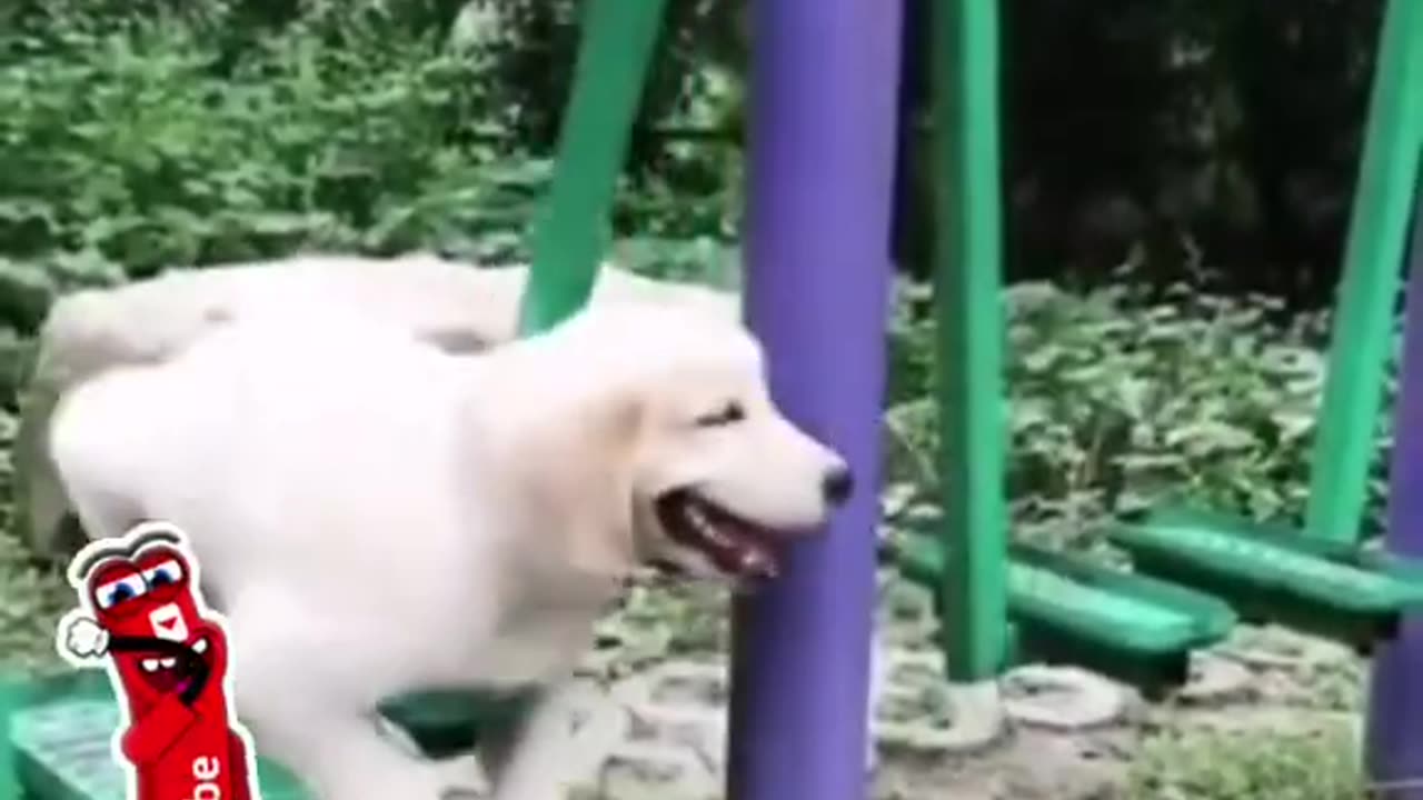 Cute Funny Puppies