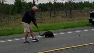 Beaver Doesn't Want to Budge