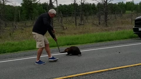 Beaver Doesn't Want to Budge