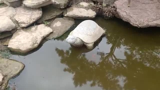 A school of goldfish swims around the stone turtle