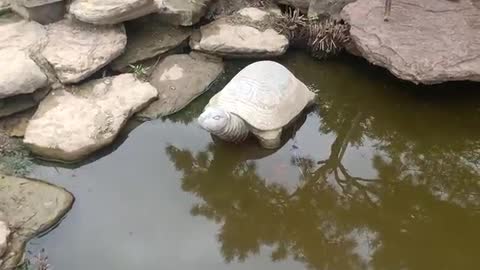 A school of goldfish swims around the stone turtle