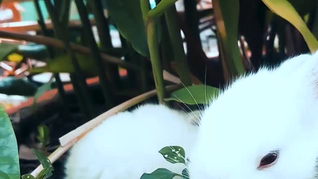 Cute Rabbits Are Resting On A Pot