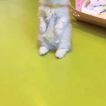 OMG So Cute Cat Video ❤ #cat #shorts