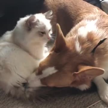 Cat & Dog Love