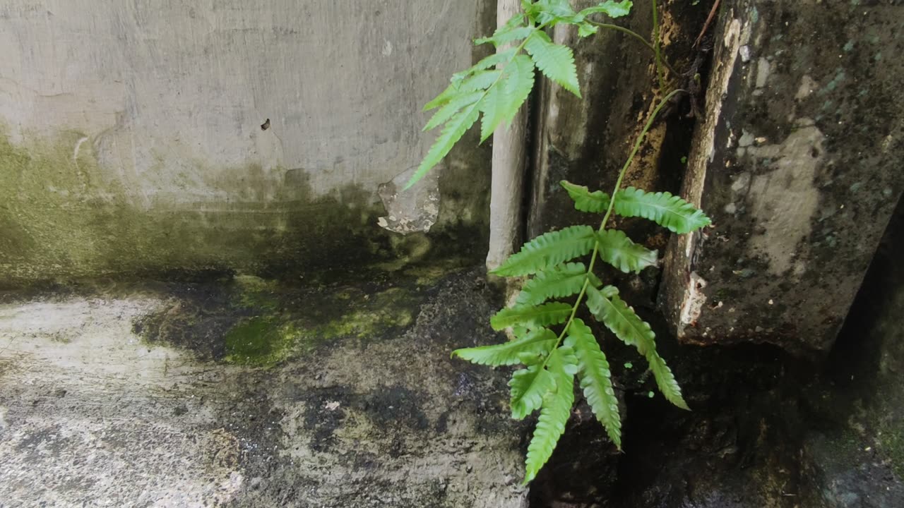 Green leaves with wind