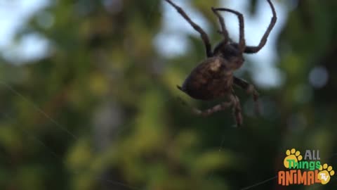 A clever spider deep in forest