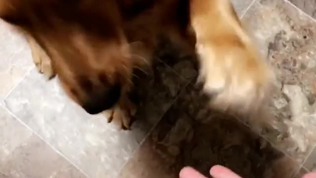 Dog follows instructions