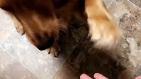 Dog follows instructions