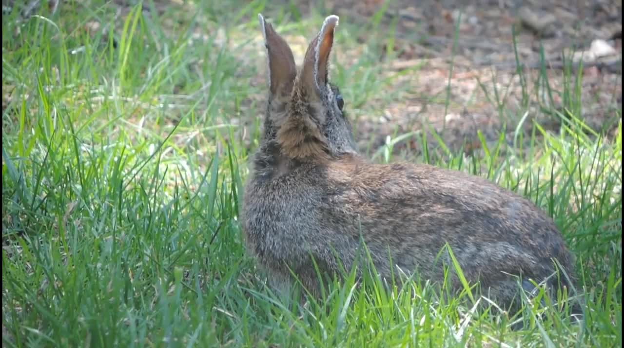 Cute rabbit eating carrot natures beauty