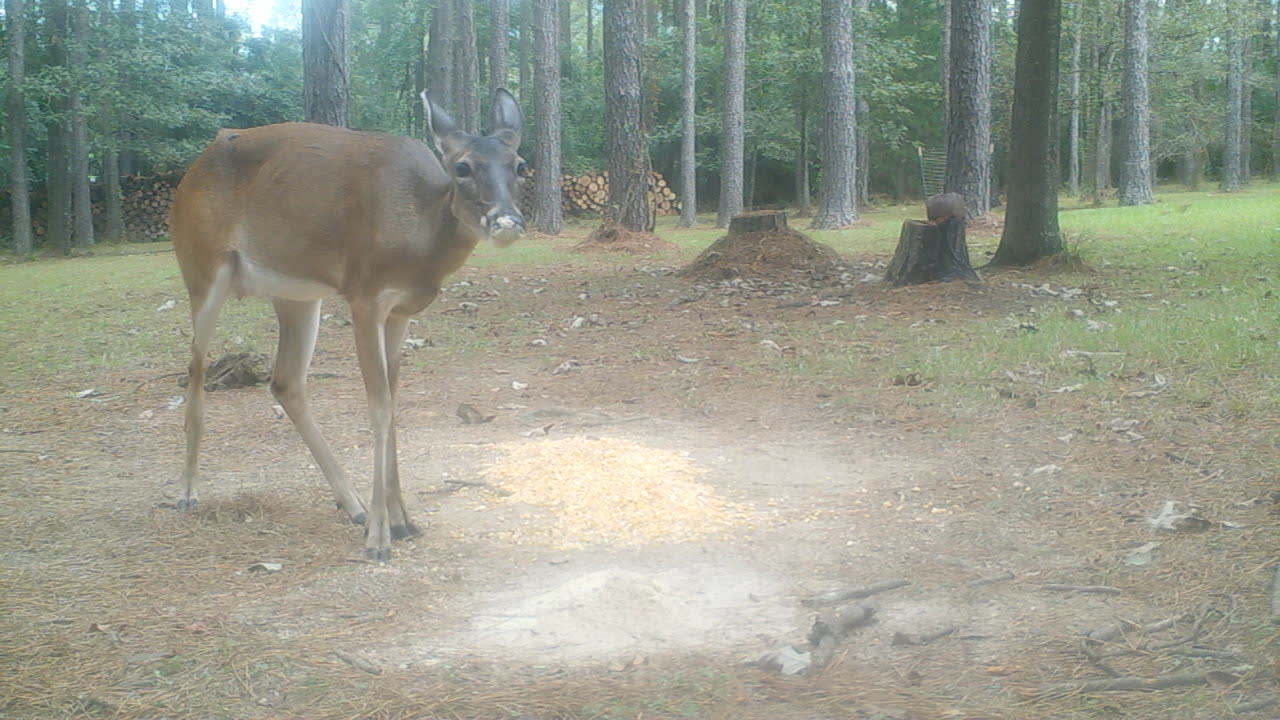 Special Doe Finds It!