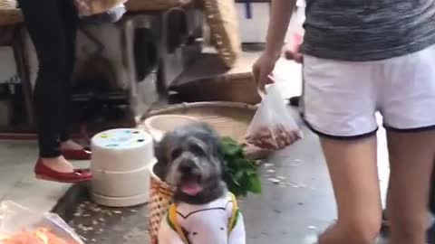 The dog came out to accompany the beauty to buy vegetables