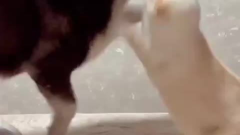 Love dogs and cat