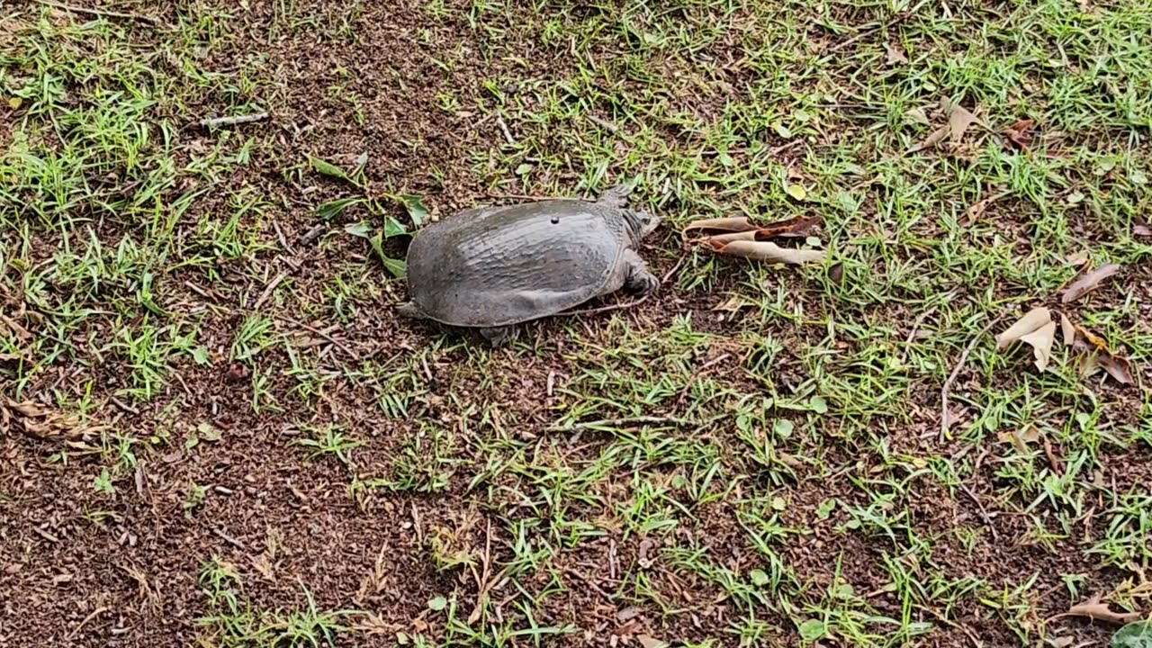 Turtle in my backyard