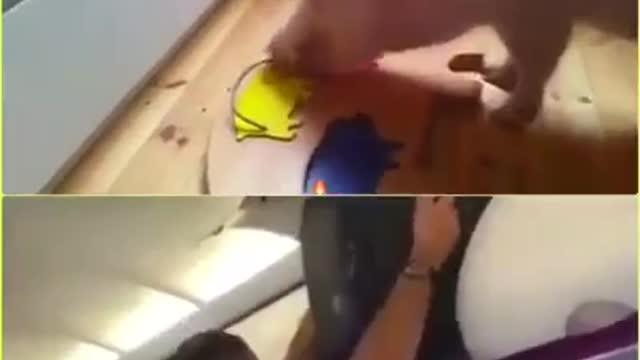 Pig versus man