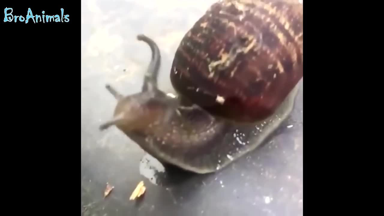 SNAKE GRABBED A TOAD, CATS, DOGS and OTHERS | FUNNY ANIMALS, CATS, DOGS, and OTHERS