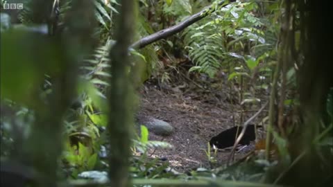 Bird Of Paradise Courtship Spectacle