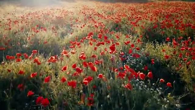 Poppy fields