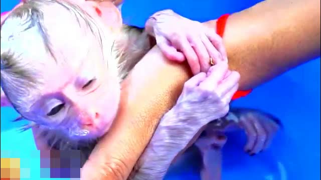 Lovely Monkey Babies Bathed- Adorable Monkeys #012