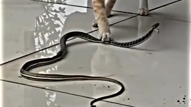 Animal funny video πβ₯cat and snake π