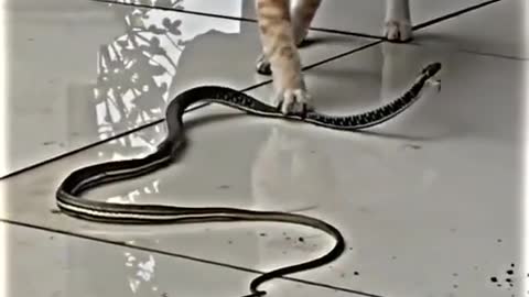 Animal funny video 😁♥cat and snake 👍